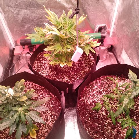 Gorilla Cookies Auto growlog timeline photo