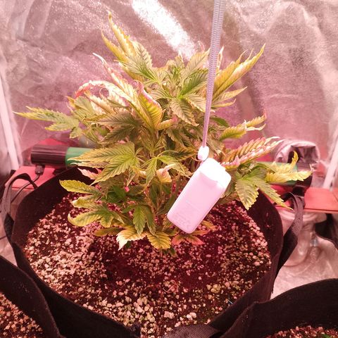 Gorilla Cookies Auto growlog timeline photo