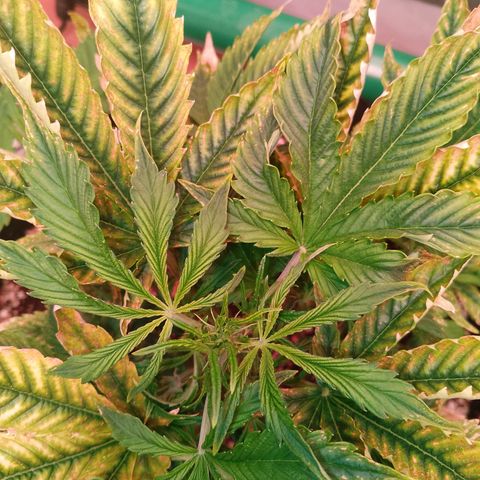 Gorilla Cookies Auto growlog timeline photo