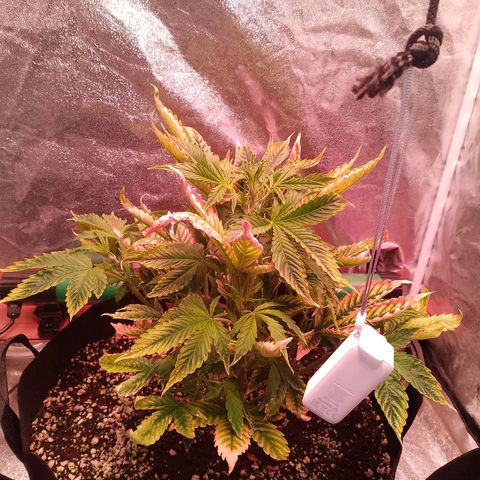 Gorilla Cookies Auto growlog timeline photo