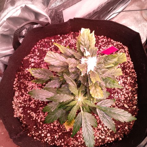 Gorilla Cookies Auto growlog timeline photo
