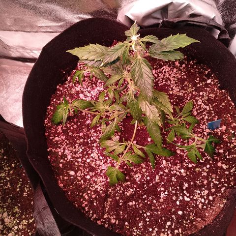 Gorilla Cookies Auto growlog timeline photo