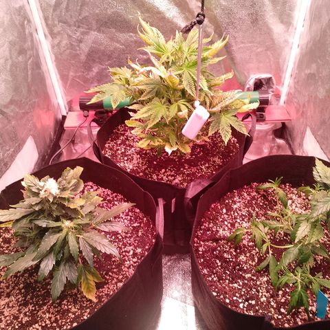 Gorilla Cookies Auto growlog timeline photo