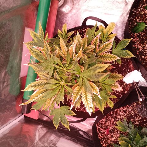 Gorilla Cookies Auto growlog timeline photo