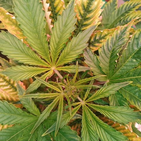Gorilla Cookies Auto growlog timeline photo
