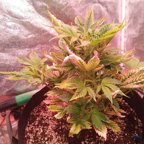 Gorilla Cookies Auto growlog timeline photo