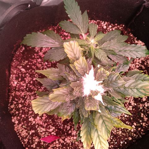 Gorilla Cookies Auto growlog timeline photo
