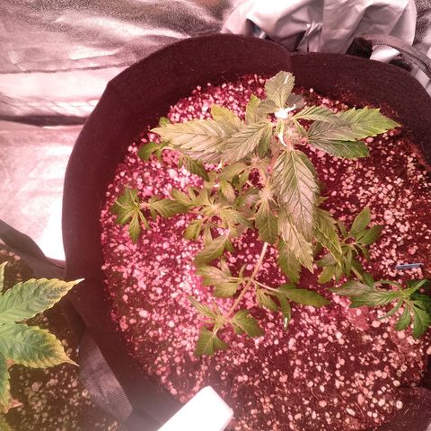 Gorilla Cookies Auto growlog timeline photo