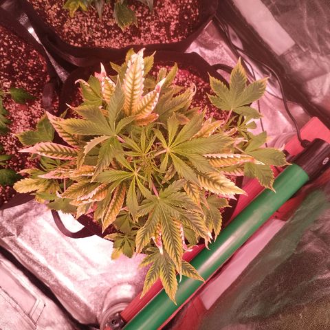 Gorilla Cookies Auto growlog timeline photo