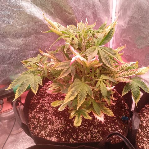 Gorilla Cookies Auto growlog timeline photo