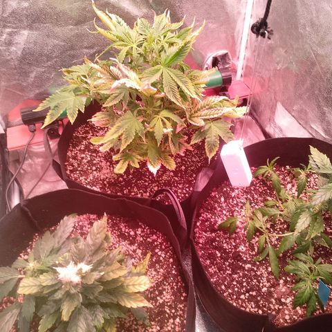 Gorilla Cookies Auto growlog timeline photo