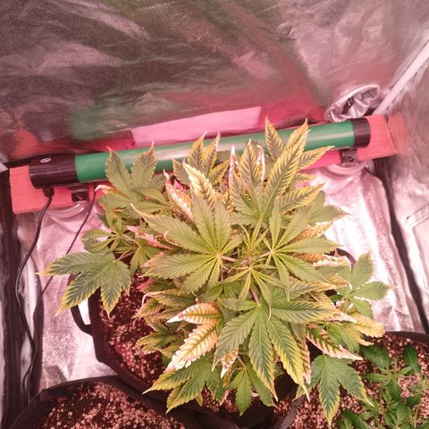 Gorilla Cookies Auto growlog timeline photo