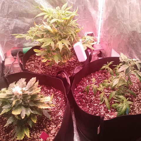 Gorilla Cookies Auto growlog timeline photo