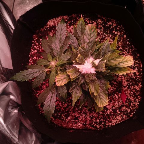 Gorilla Cookies Auto growlog timeline photo