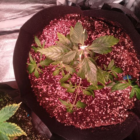 Gorilla Cookies Auto growlog timeline photo