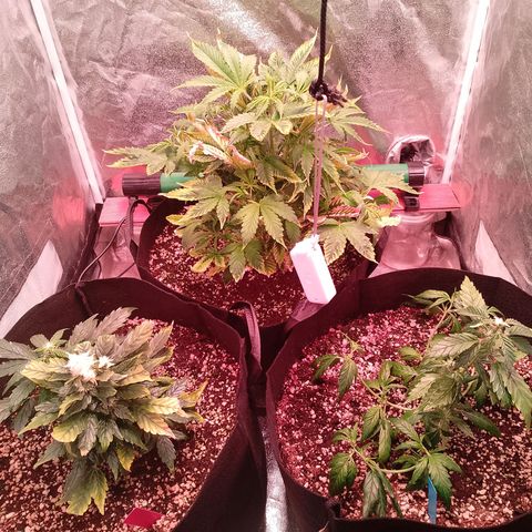 Gorilla Cookies Auto growlog timeline photo