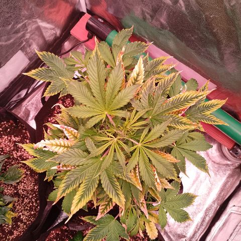 Gorilla Cookies Auto growlog timeline photo