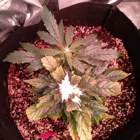 Gorilla Cookies Auto growlog timeline photo