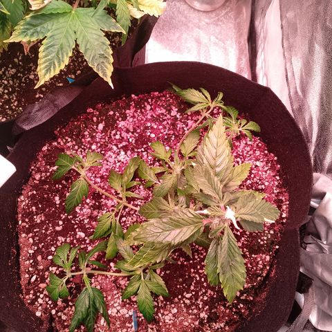 Gorilla Cookies Auto growlog timeline photo