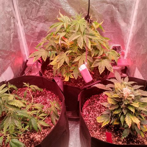 Gorilla Cookies Auto growlog timeline photo