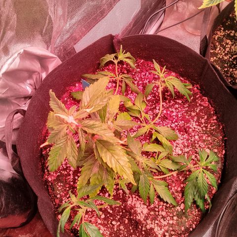 Gorilla Cookies Auto growlog timeline photo