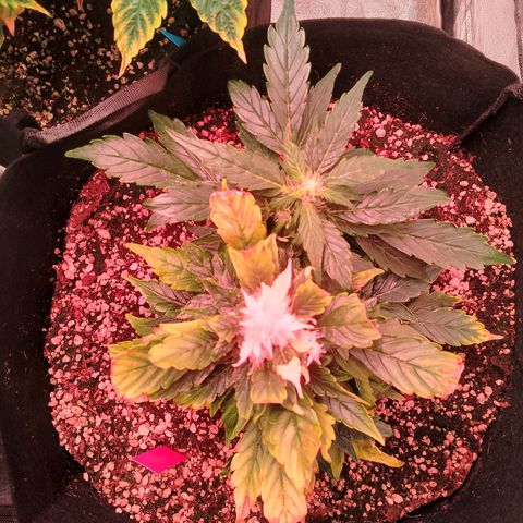 Gorilla Cookies Auto growlog timeline photo