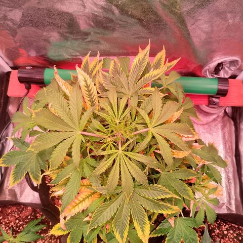 Gorilla Cookies Auto growlog timeline photo
