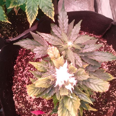 Gorilla Cookies Auto growlog timeline photo