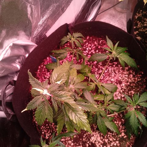 Gorilla Cookies Auto growlog timeline photo