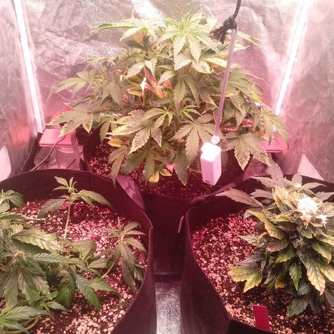Gorilla Cookies Auto growlog timeline photo