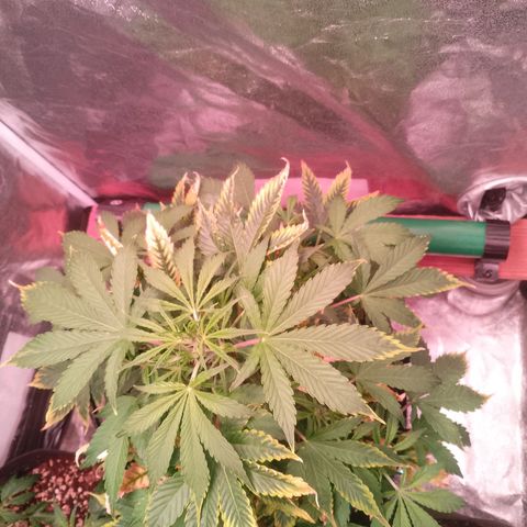 Gorilla Cookies Auto growlog timeline photo