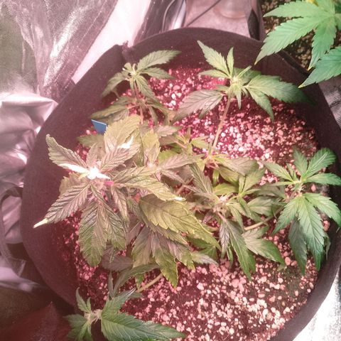 Gorilla Cookies Auto growlog timeline photo
