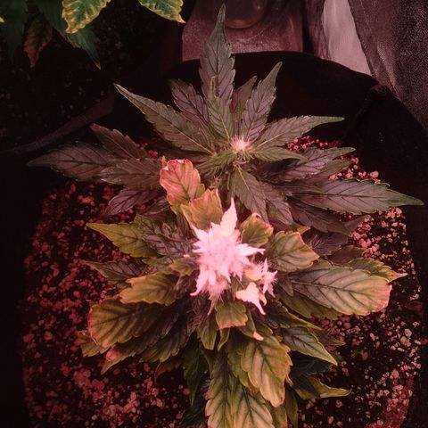 Gorilla Cookies Auto growlog timeline photo