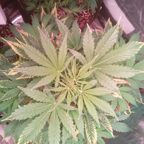Gorilla Cookies Auto growlog timeline photo