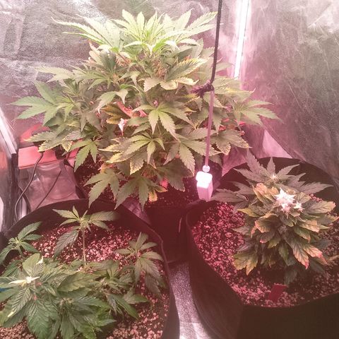 Gorilla Cookies Auto growlog timeline photo