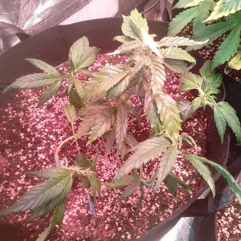 Gorilla Cookies Auto growlog timeline photo