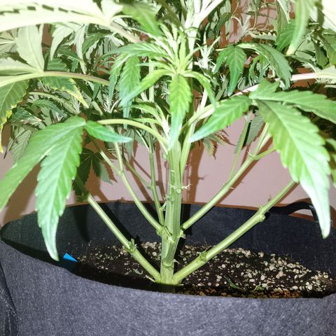 Gorilla Cookies Auto growlog timeline photo