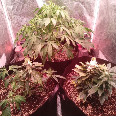 Gorilla Cookies Auto growlog timeline photo
