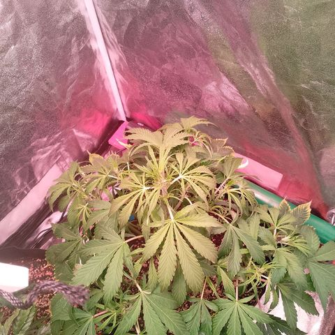 Gorilla Cookies Auto growlog timeline photo