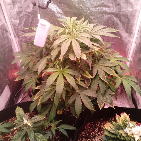 Gorilla Cookies Auto growlog timeline photo