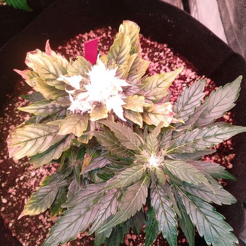 Gorilla Cookies Auto growlog timeline photo