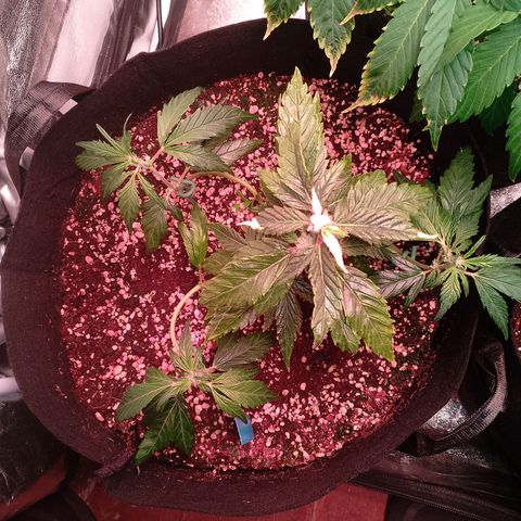 Gorilla Cookies Auto growlog timeline photo