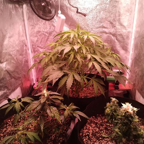 Gorilla Cookies Auto growlog timeline photo