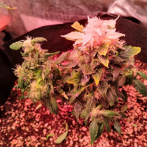 Gorilla Cookies Auto growlog timeline photo