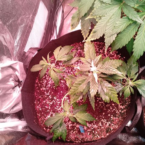 Gorilla Cookies Auto growlog timeline photo