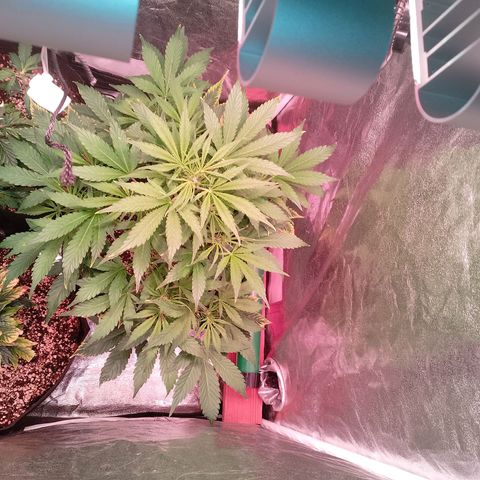 Gorilla Cookies Auto growlog timeline photo