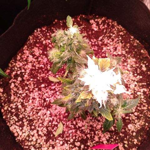 Gorilla Cookies Auto growlog timeline photo
