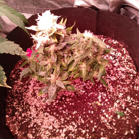 Gorilla Cookies Auto growlog timeline photo