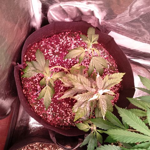 Gorilla Cookies Auto growlog timeline photo