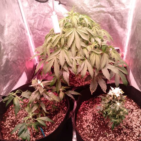 Gorilla Cookies Auto growlog timeline photo